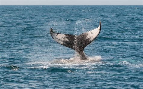 Cient Ficos Graban Por Primera Vez El Sonido De Una De Las Ballenas M S