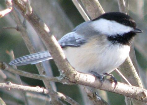 Chickadees In Spring Boothbay Register