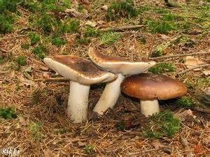 Holubinka kolčaví - Russula mustelina Fr. 1838 | Atlas hub - Houbaření