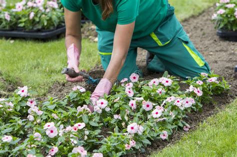 Mujer Que Planta Las Flores Imagen De Archivo Imagen De Horticultura