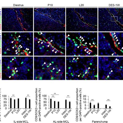 Detection Of Cd9prl Positive Cells And Endothelial Cells In The Il And