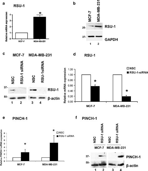 Rsu Mrna And Protein Expression In Mcf And Mda Mb Cells And