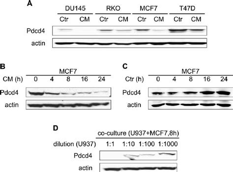 Tpa Induced Differentiation Of U Monocytes Increases The Expression