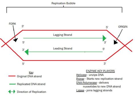 OLearyBio: DNA REPLICATION STUDY GUIDE