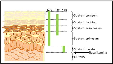 Diagram Of Human Skin Showing Differentiated Keratinocytes Of The