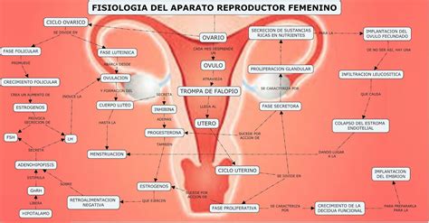 Esquema Aparato Reproductor Femenino