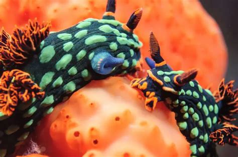 What Are Nudibranchs Fishkeeping Dudes