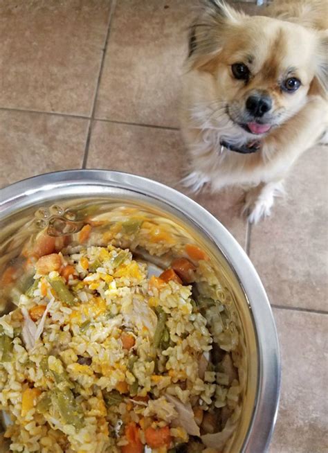 10 Homemade Dog Food Recipes Every Dog Parent Should Know