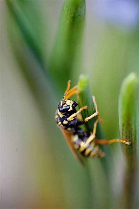 "Macro Catch Of Wasp On Grape Hyacinth Leaf" by Stocksy Contributor