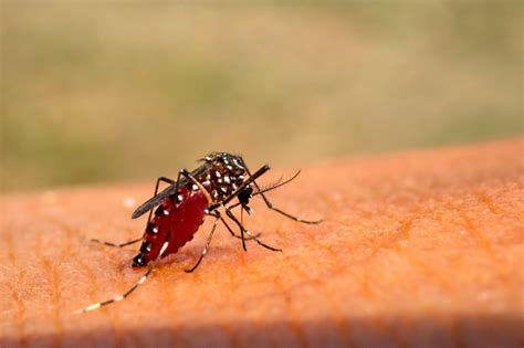 Aedes Aegypti Mosquitoe Bite And Feeding Blood On Wrinkle Skinaedes ...