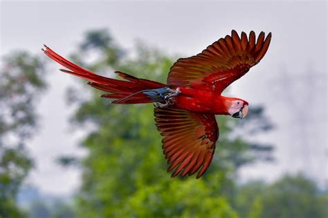 Premium Photo | Macaw parrots during a flight