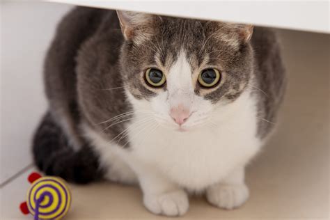 cara mengatasi jamur pada kucing 6