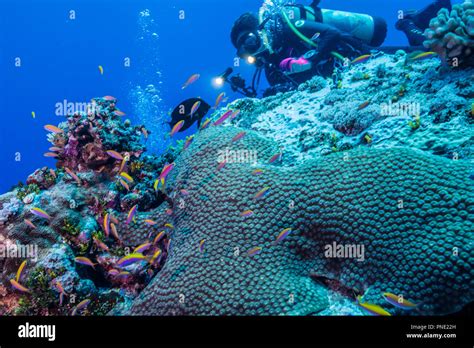 Reef Szene Ein Taucher Unter Wasser Fotografieren Insel Yap Der