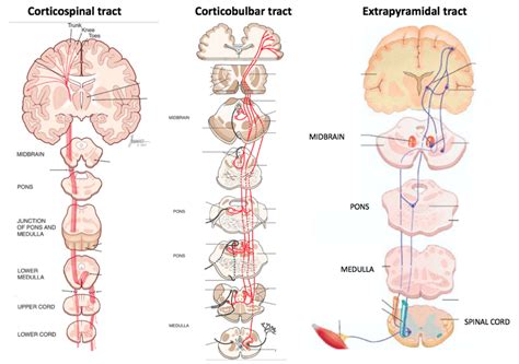 Corticobulbar Tract In Spinal Cord