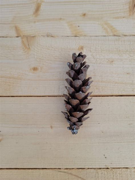 Eastern white pine cones 75 | Etsy