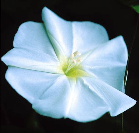 Ipomoea Alba Convolvulaceae Image At Phytoimages Siu Edu