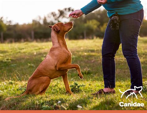 Training Your Dog With Healthy Dog Training Treats - Canidae