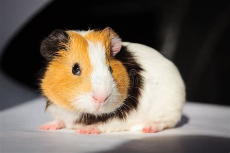 Guinea pig Cavia porcellus stock image. Image of face - 120204423