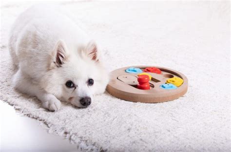 12 Best Dog Puzzle Toys For Mental Stimulation