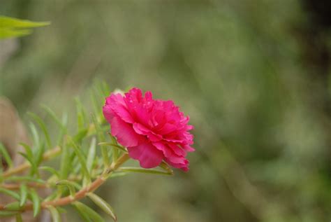 Amor De Un Rato Flor Regional Foto Gratis En Pixabay Pixabay