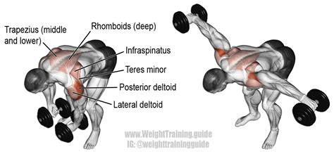 Reverse dumbbell fly exercise guide and video | Weight Training Guide ...