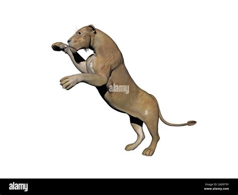 Lion jump prey hi-res stock photography and images - Alamy