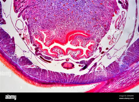 Earthworm Oligochaeta Cross Section Showing Cuticle Epidermis