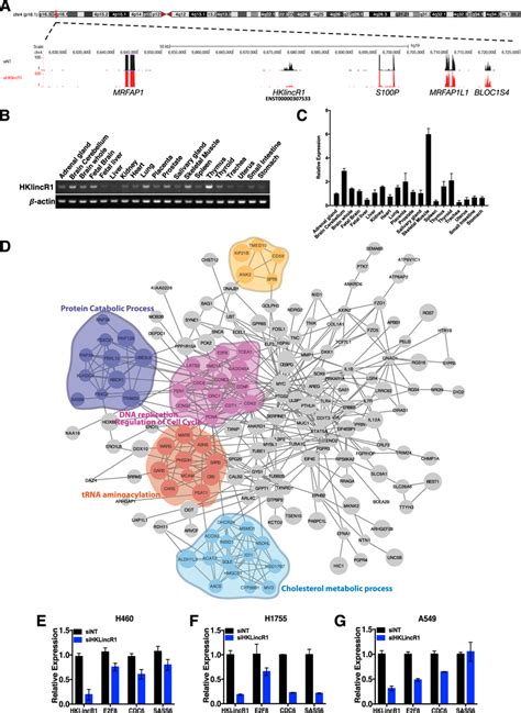 Functional Characterisation Of Hklincr Ac A Genomic