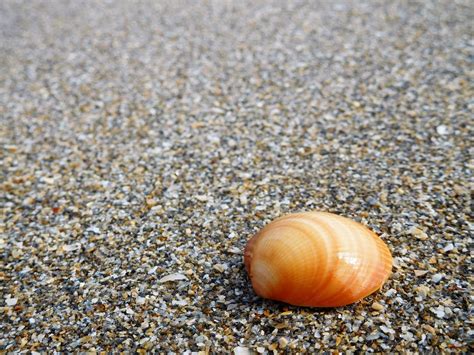 Kerang Pasir Pantai Foto Gratis Di Pixabay Pixabay