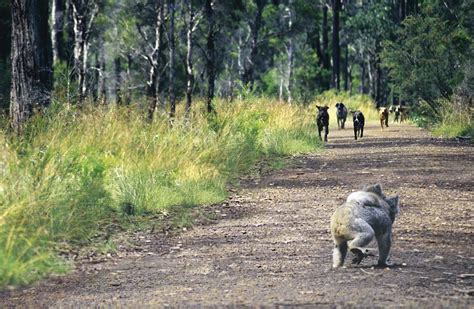 Natural History: Celebrating the Koala