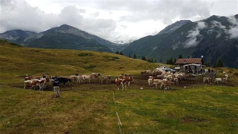 Giornata Con Lalpigiano Alla Scoperta Dei Segreti Del Formaggio Dalpe