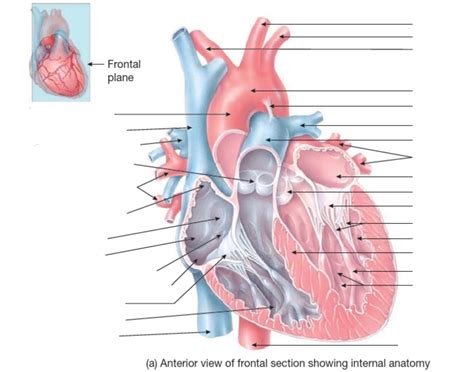 Internal heart anatomy labelling Quiz 
