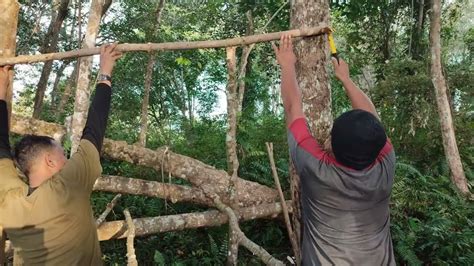 MEMBANGUN RUMAH POHON DI HUTAN TUA BELANDA YouTube