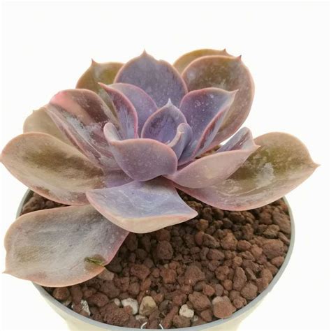 Echeveria Perle Von N Rnberg F Variegata Cm Crassulaceae