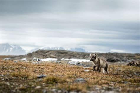 Wildlife in Norway: Your Guide to Wildlife Watching in Norway