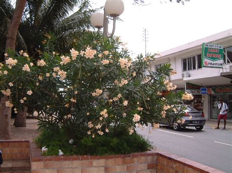 Nerium Oleander Angiolo Pucci In The Place Des Cocotiers Flickr