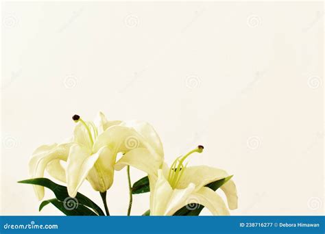 Lily Flower On The White Background Condolence Card Sympathy Card