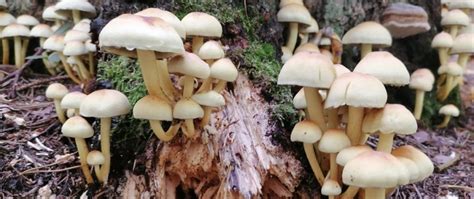 The Ultimate Guide to Saprotrophic Mushrooms | GroCycle