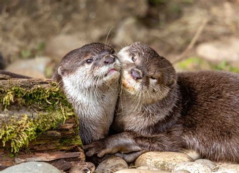 11 Sea Otter Facts For Kids Too Adorable To Miss - Facts.net