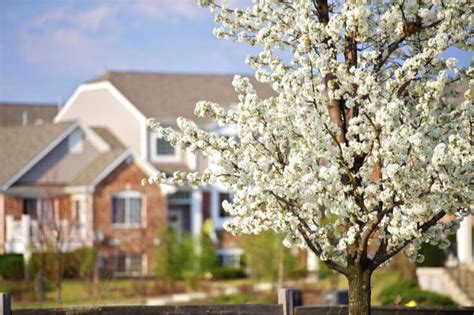 Why The Superior Plum Tree Is... Superior - Minneopa Orchards