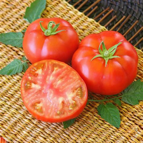 Tomate C Tel E Marmande Bio La Barquette De Plants