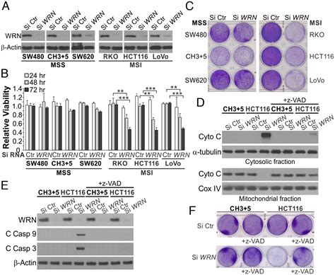 Synthetical Lethality Of Werner Helicase And Mismatch Repair Deficiency