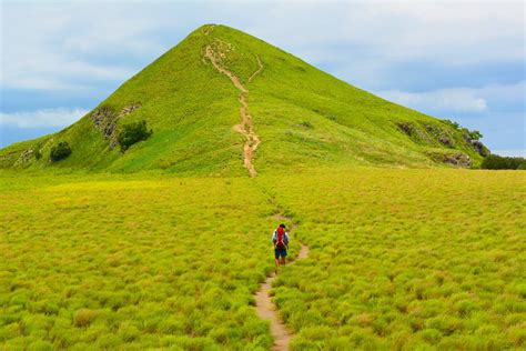 Contoh Hewan Di Daerah Padang Rumput – pulp