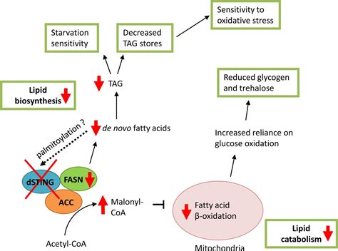 Drosophila Sting Protein Has A Role In Lipid Metabolism Elife