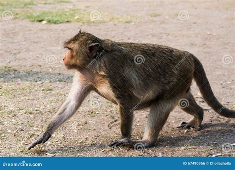 Thai Monkey Stock Photo Image Of Lopburi Macaque Forest