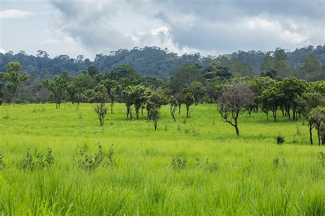 Premium Photo | Savanna in the rainy season