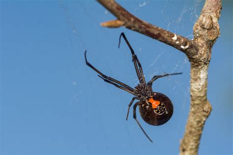 "Latrodectus Mactans" Images – Browse 181 Stock Photos, Vectors, and ...