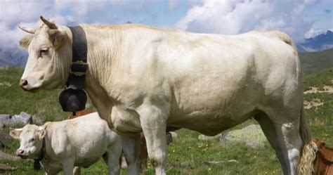 La Vache Et Son Veau Sr Sorlin Les Vaches Et1 Geo Fr