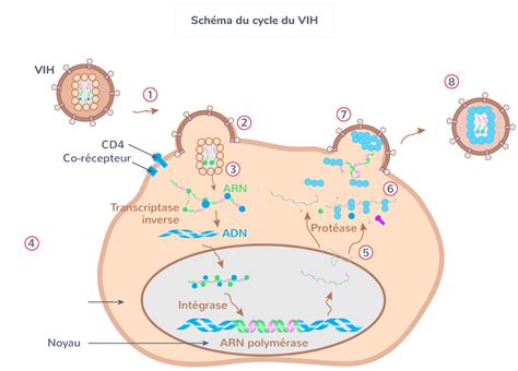 Schématiser le cycle du VIH 1ère Exercice de connaissances SVT