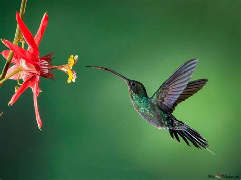 Hummingbird in the rainforest HD wallpaper download